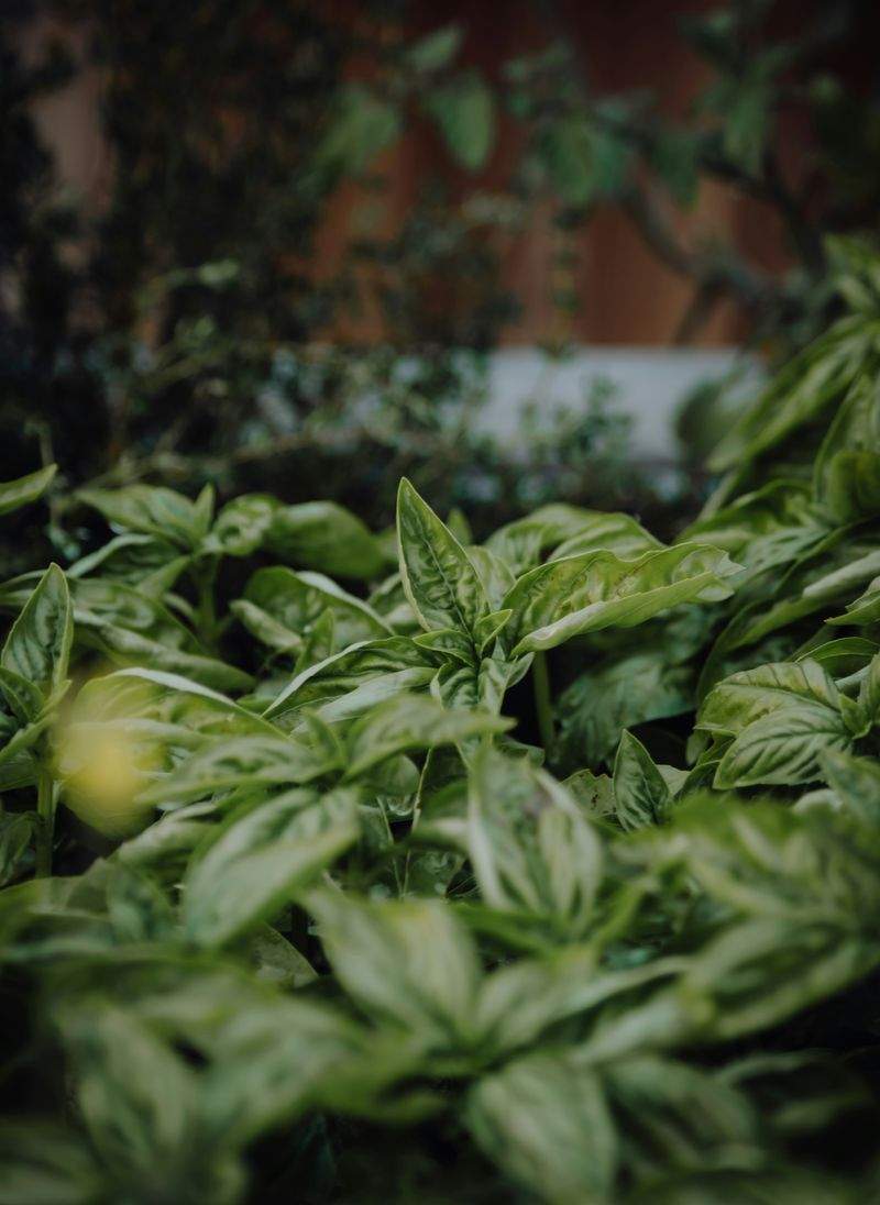 Quels arbustes choisir pour un jardin facile à entretenir ?