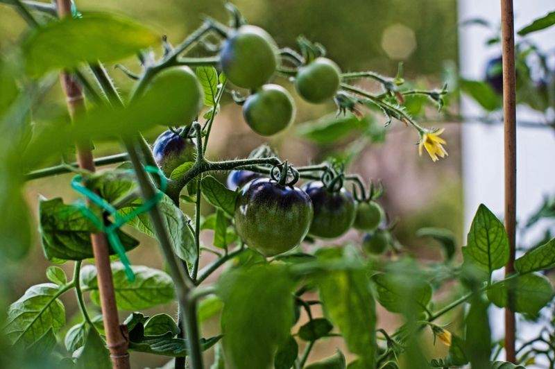 Éclat Vert Jardinage 11