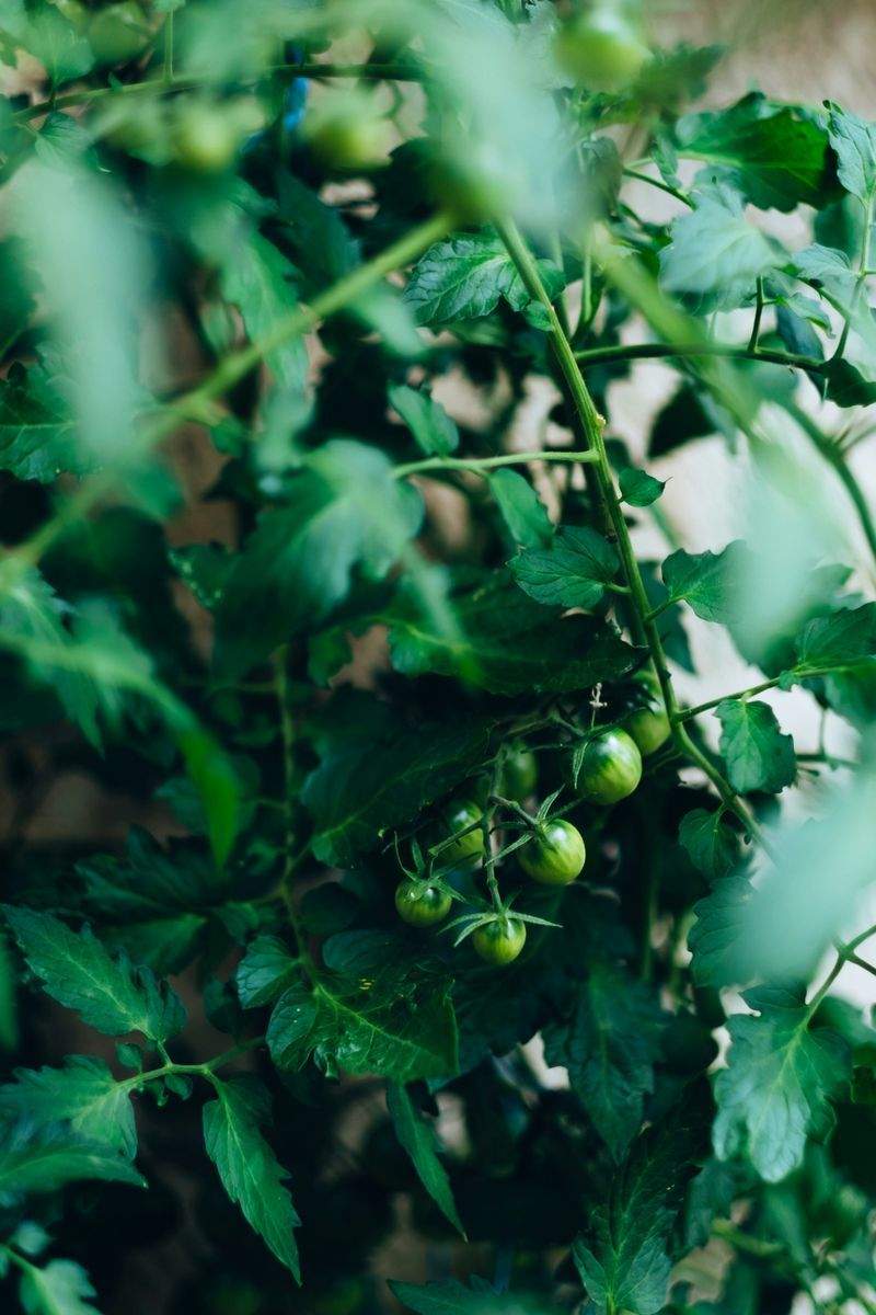 Éclat Vert Jardinage 12